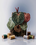 Anthurium 'King of Spades