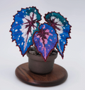 Rex Begonia Embroidered Plant with Crystal Aroma Stones