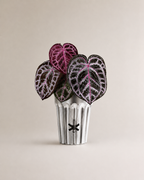 Angela red crystal anthurium