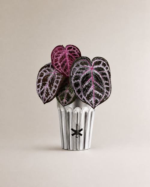 Angela red crystal anthurium