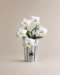 White Phalaenopsis Orchid
