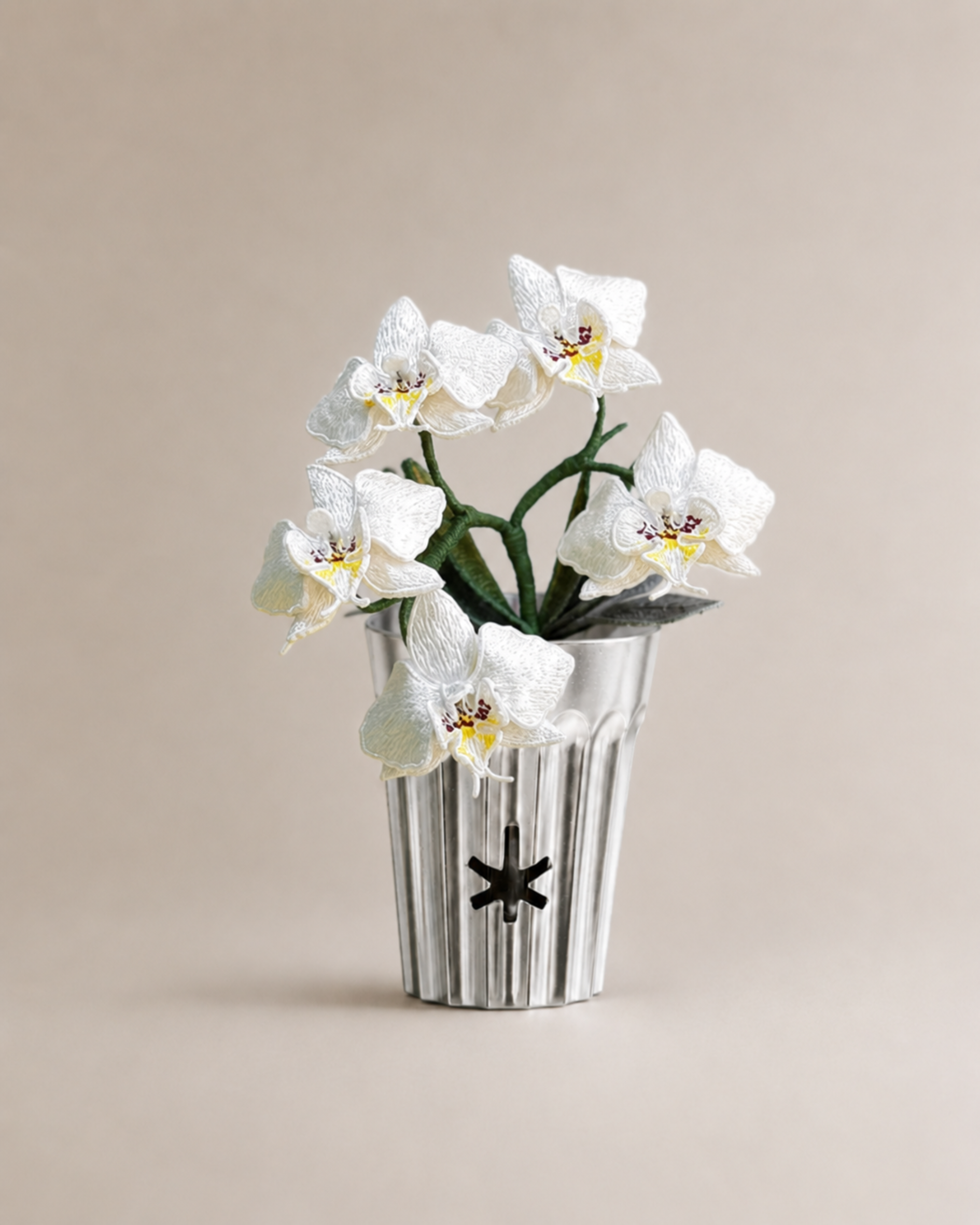 White Phalaenopsis Orchid