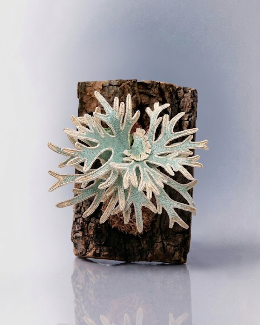 P. willinckii