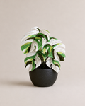 Monstera Albo