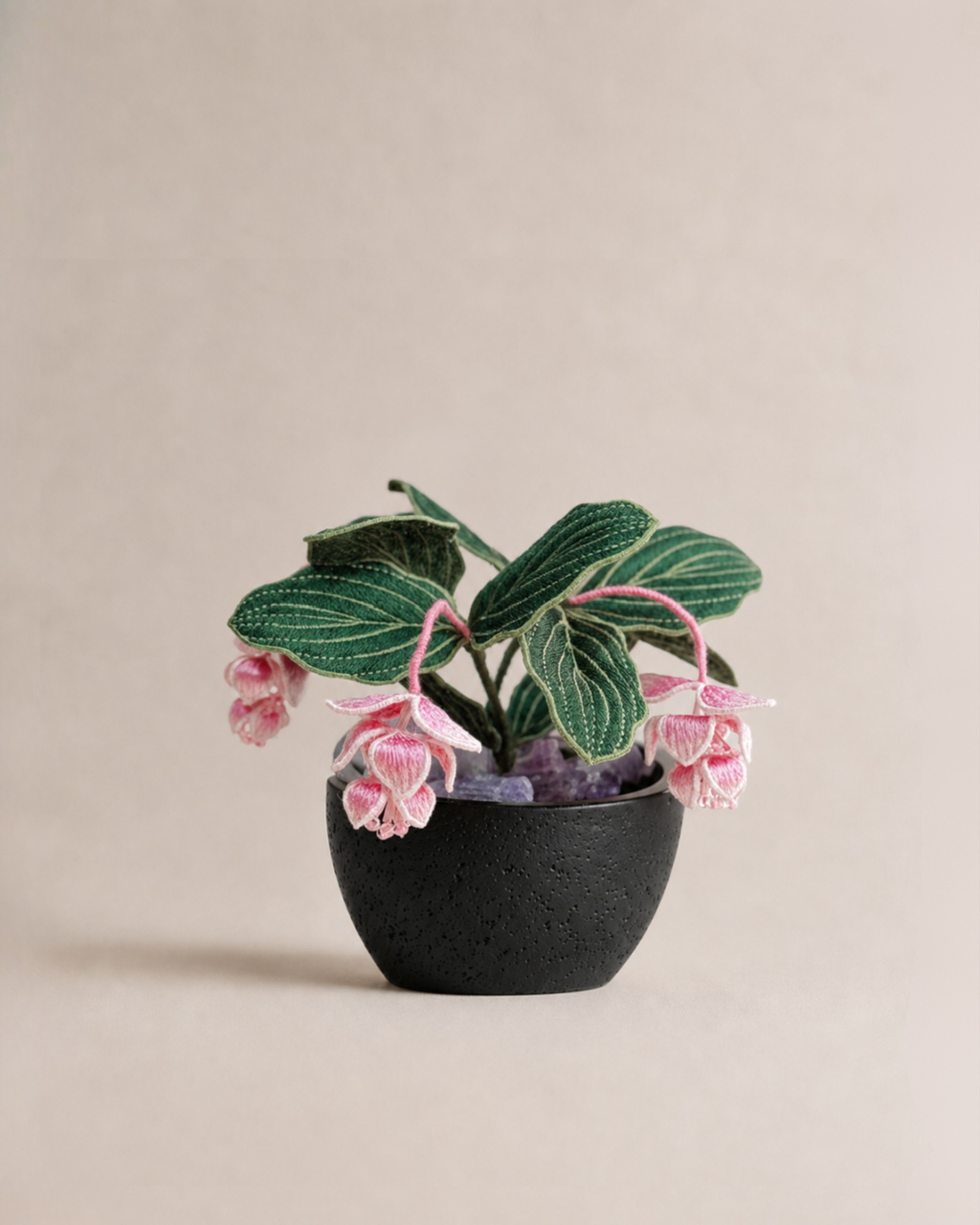 Showy Medinilla