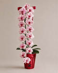 Orchid