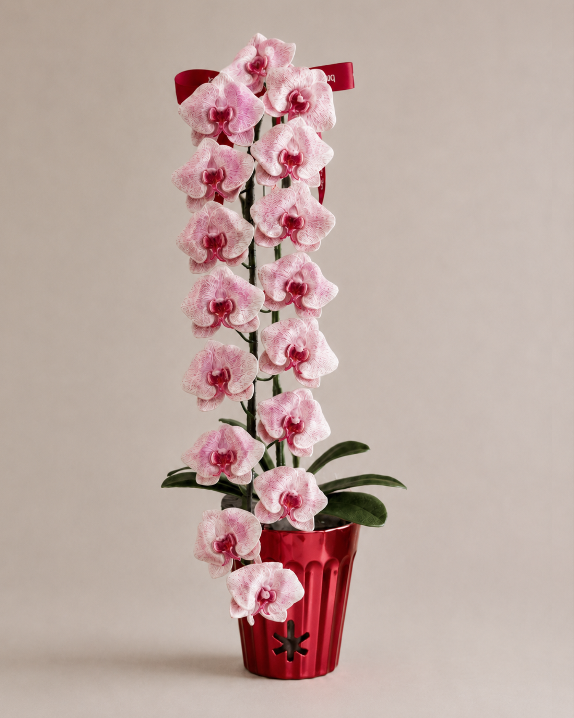 Orchid