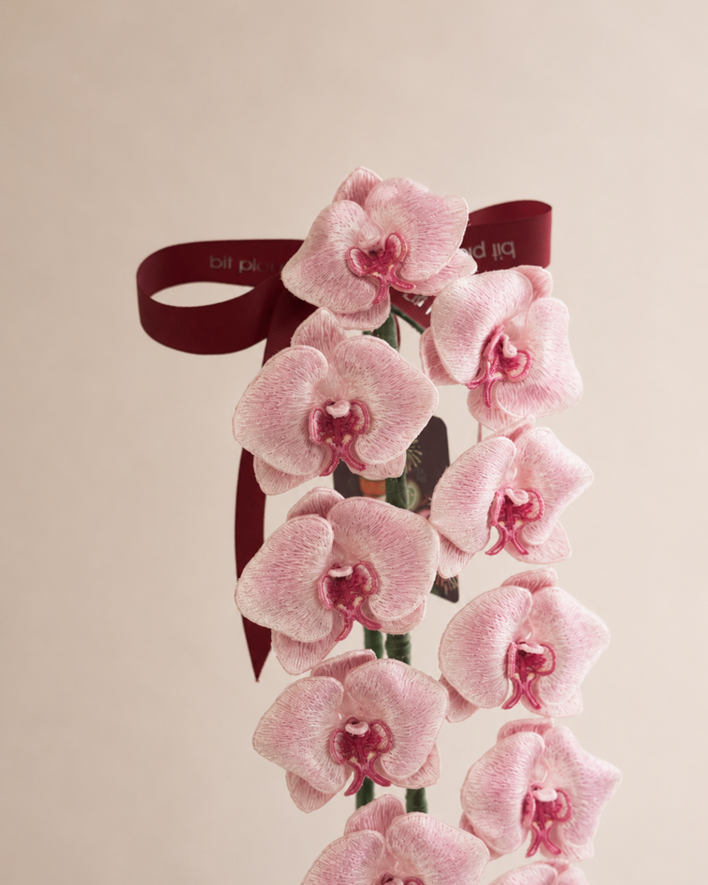 Orchid