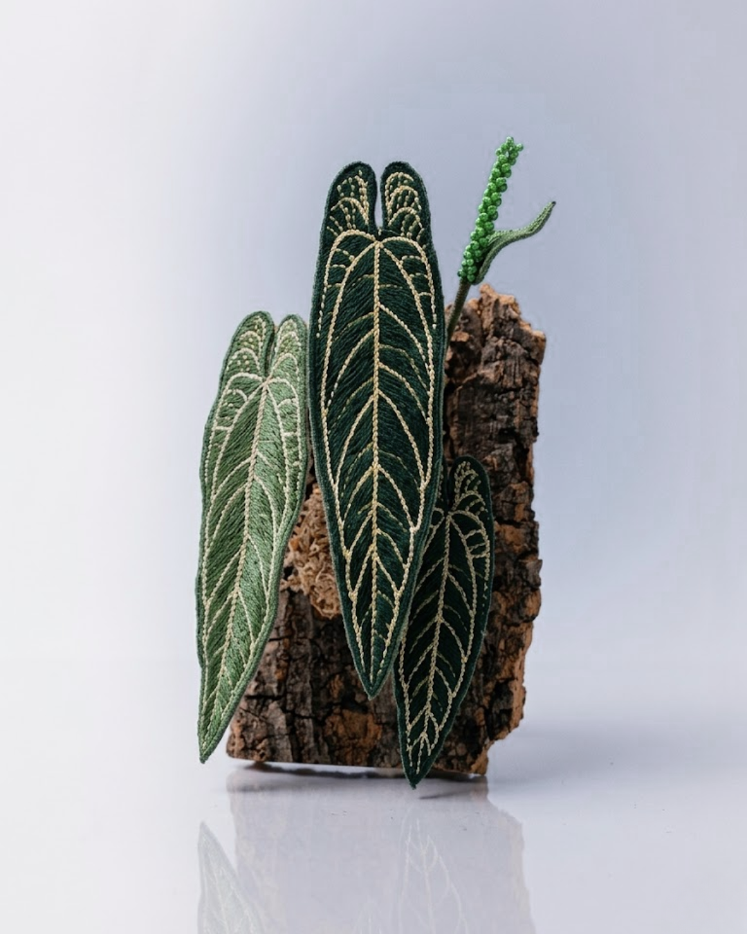 Anthurium warocqueanum