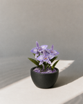 Purple Sakura