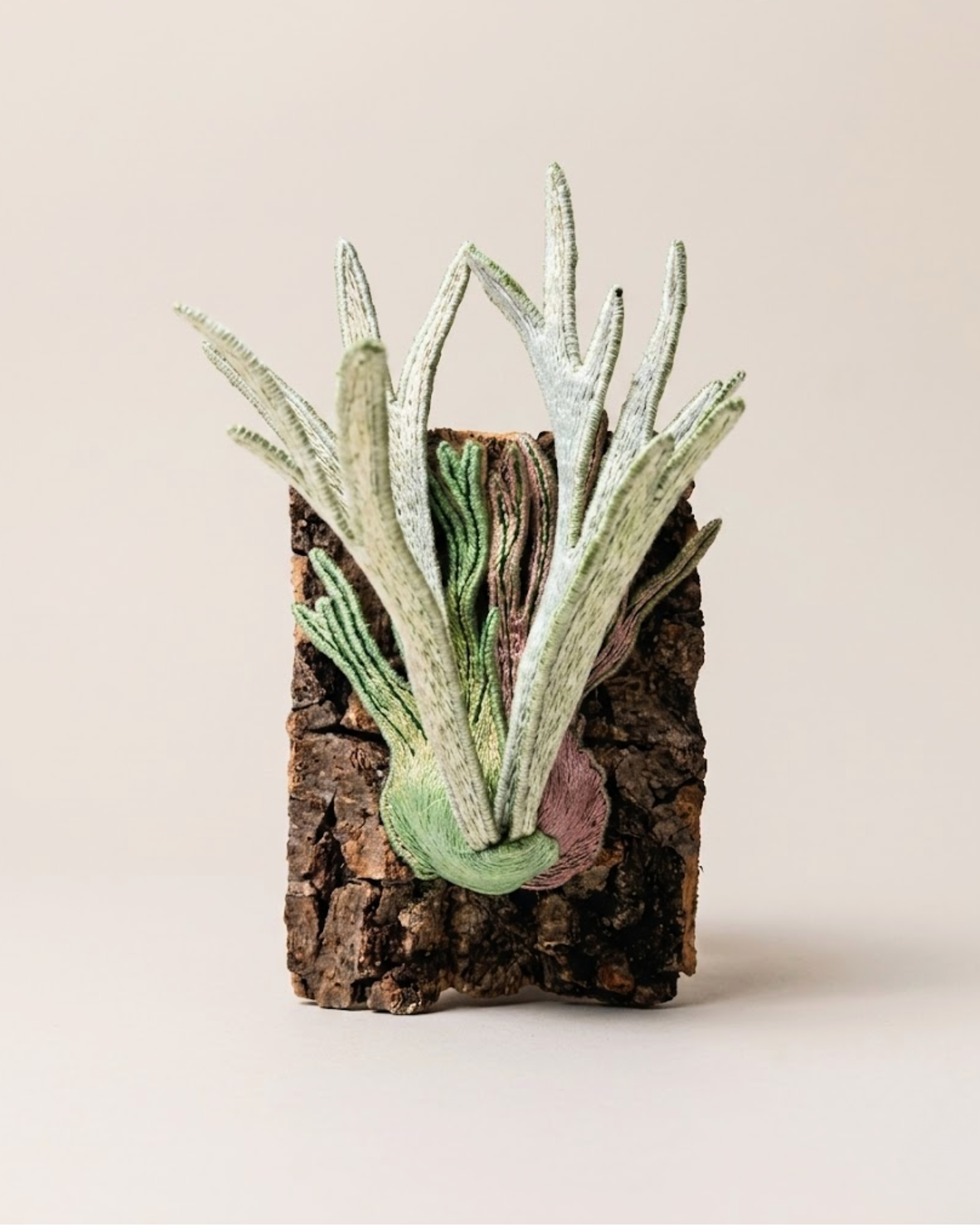 P. veitchii 'Wild'