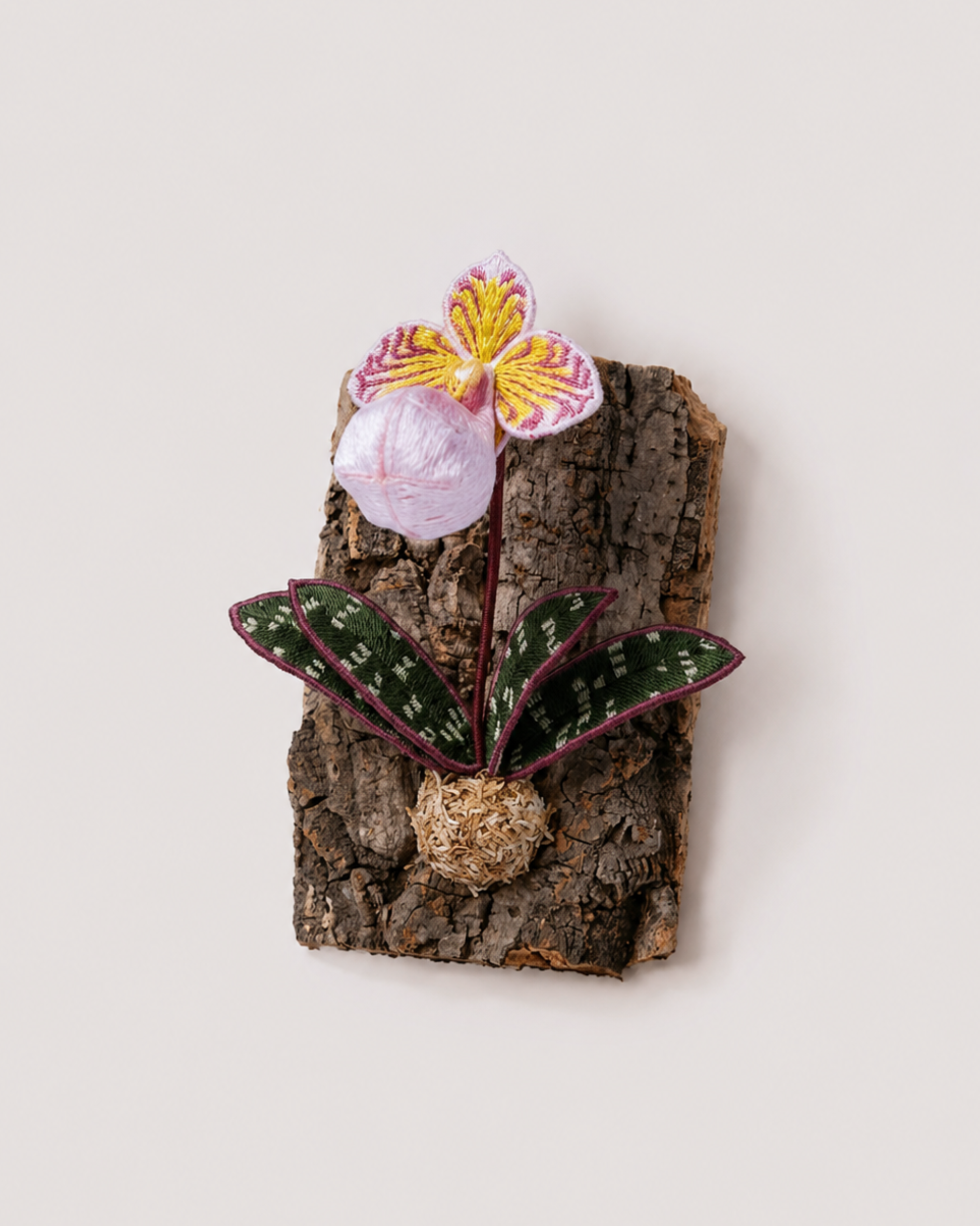 Paphiopedilum micranthum