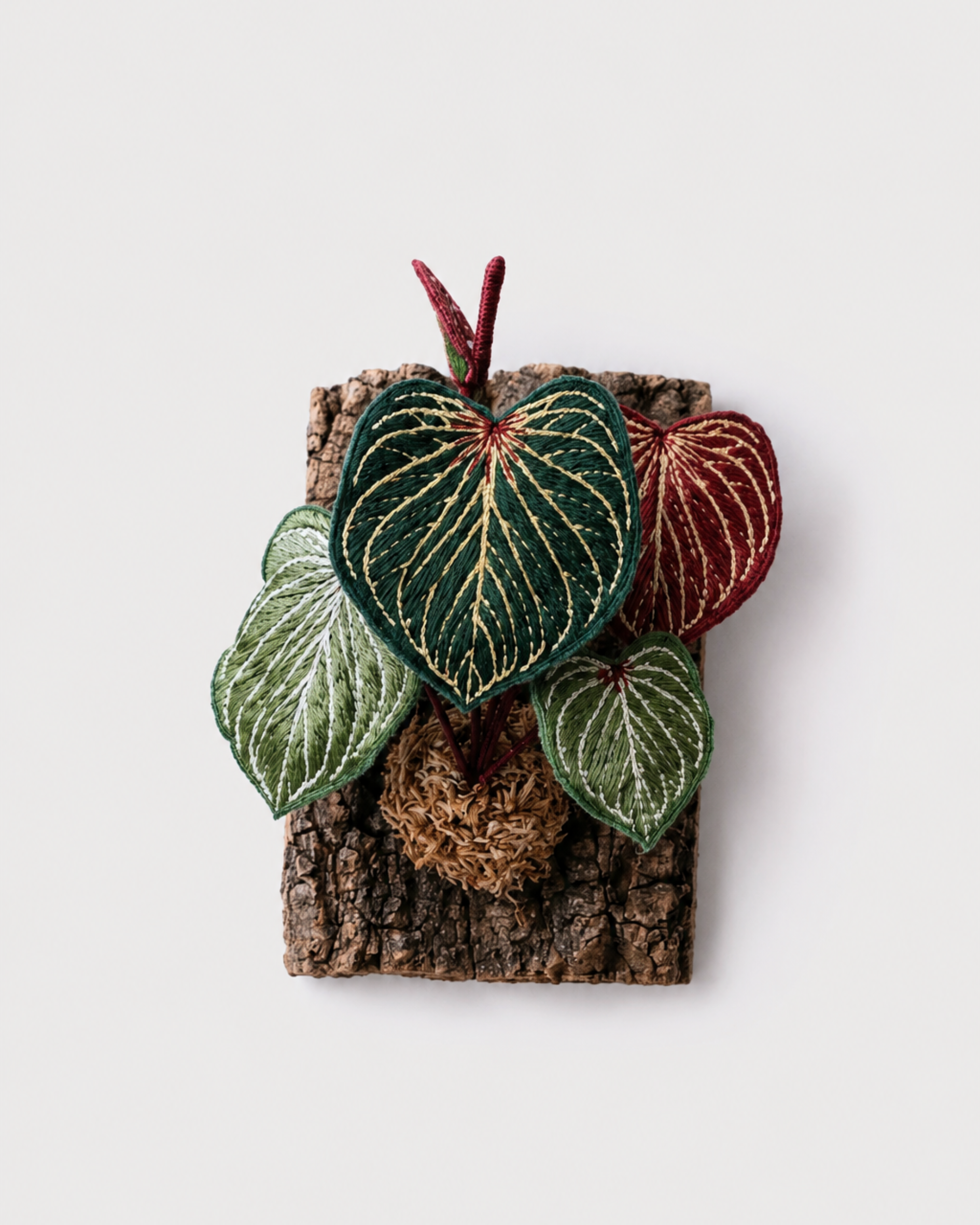 Anthurium 'King of Spades