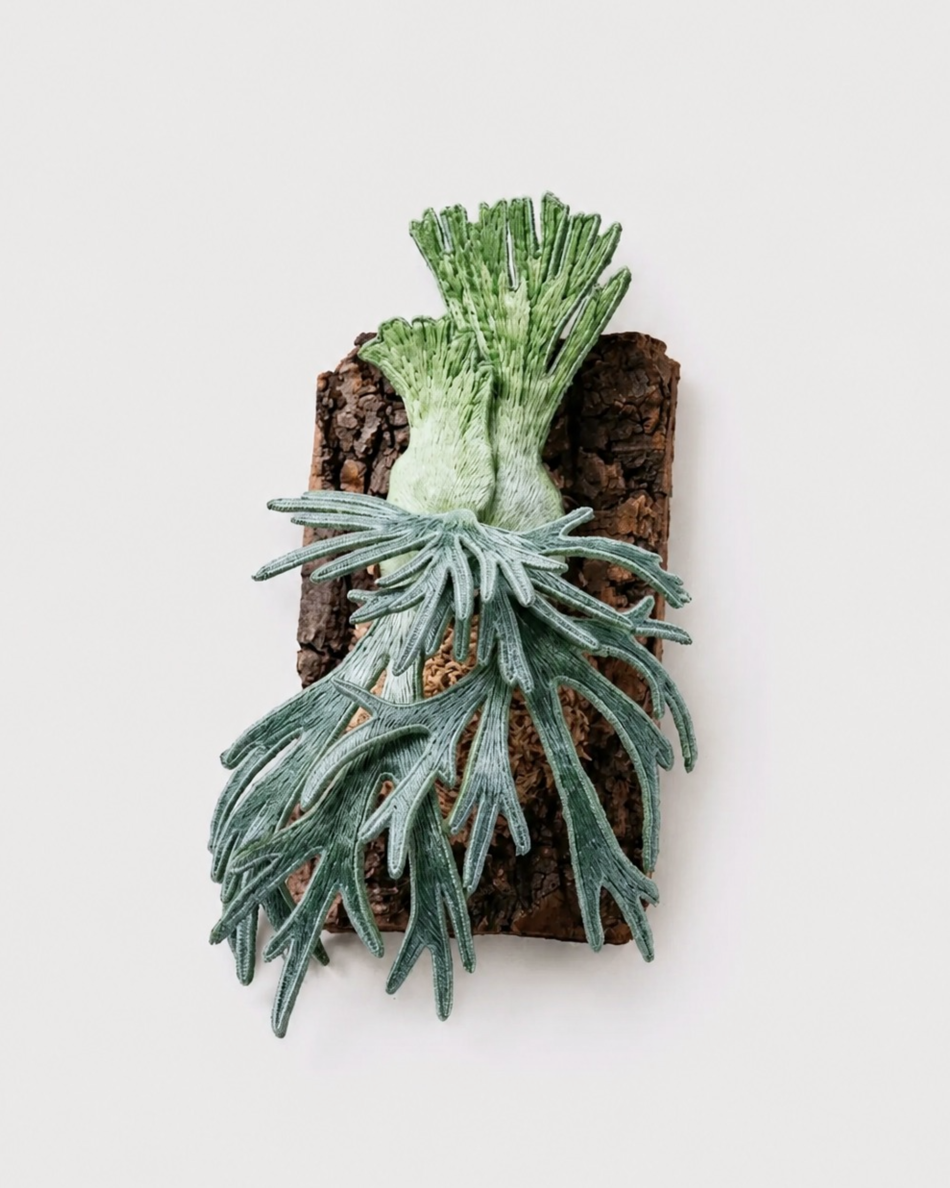 Platycerium willinckii