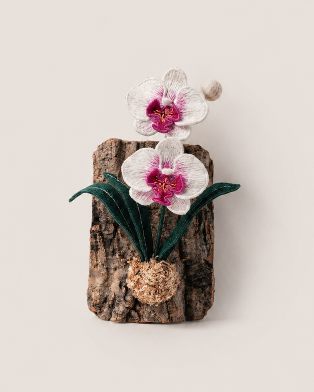 Moth Orchid (Phalaenopsis orchid)