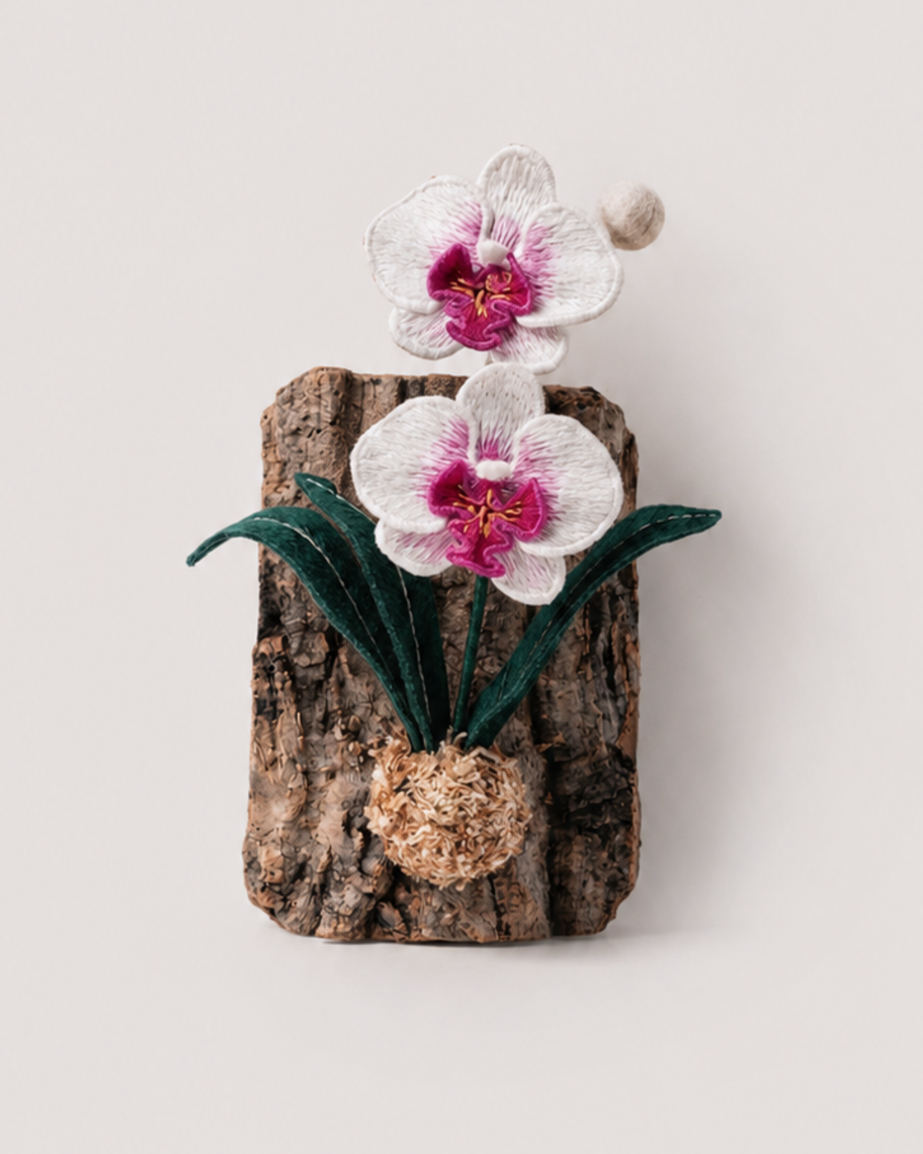 Moth Orchid (Phalaenopsis orchid)