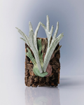 P. veitchii 'Wild'