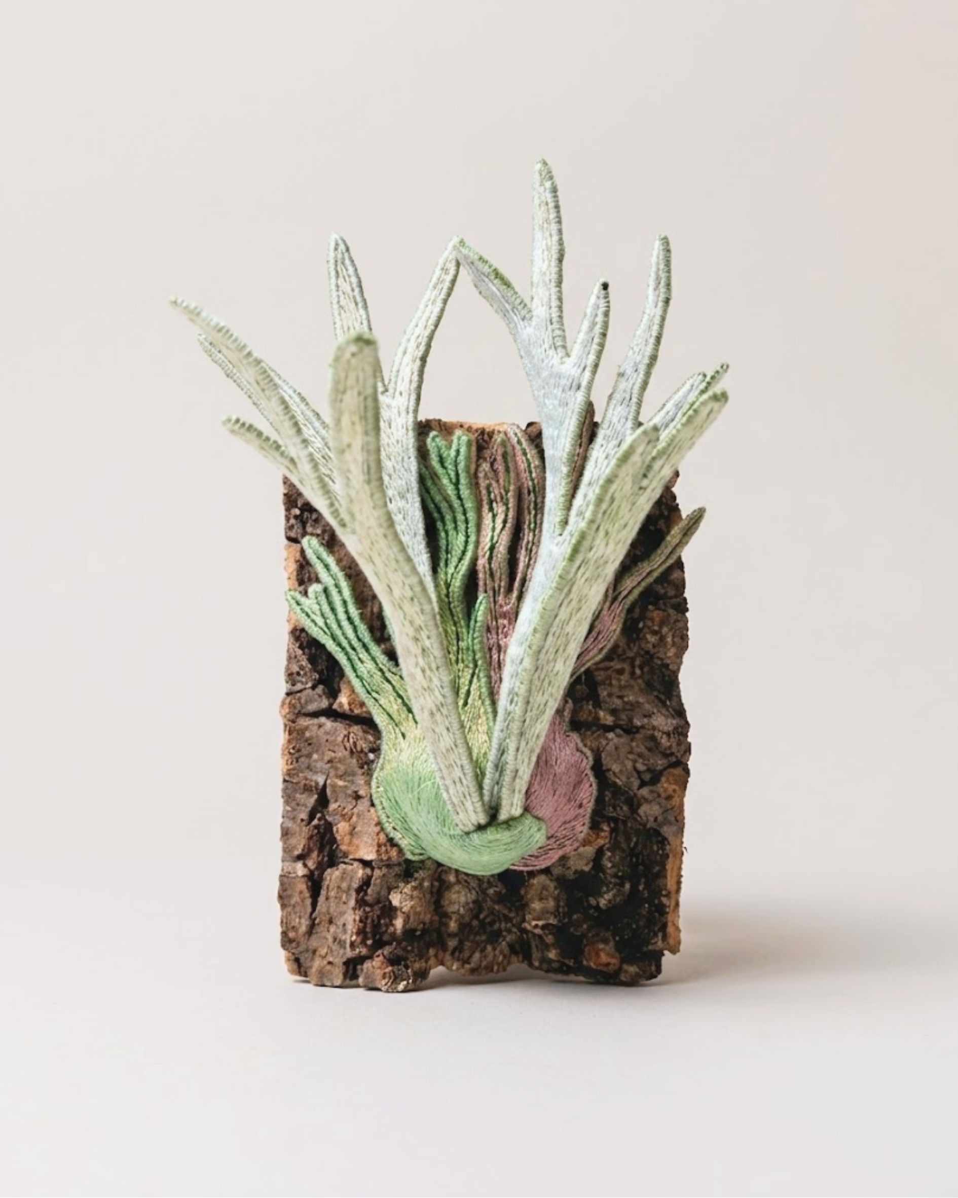 P. veitchii 'Wild'
