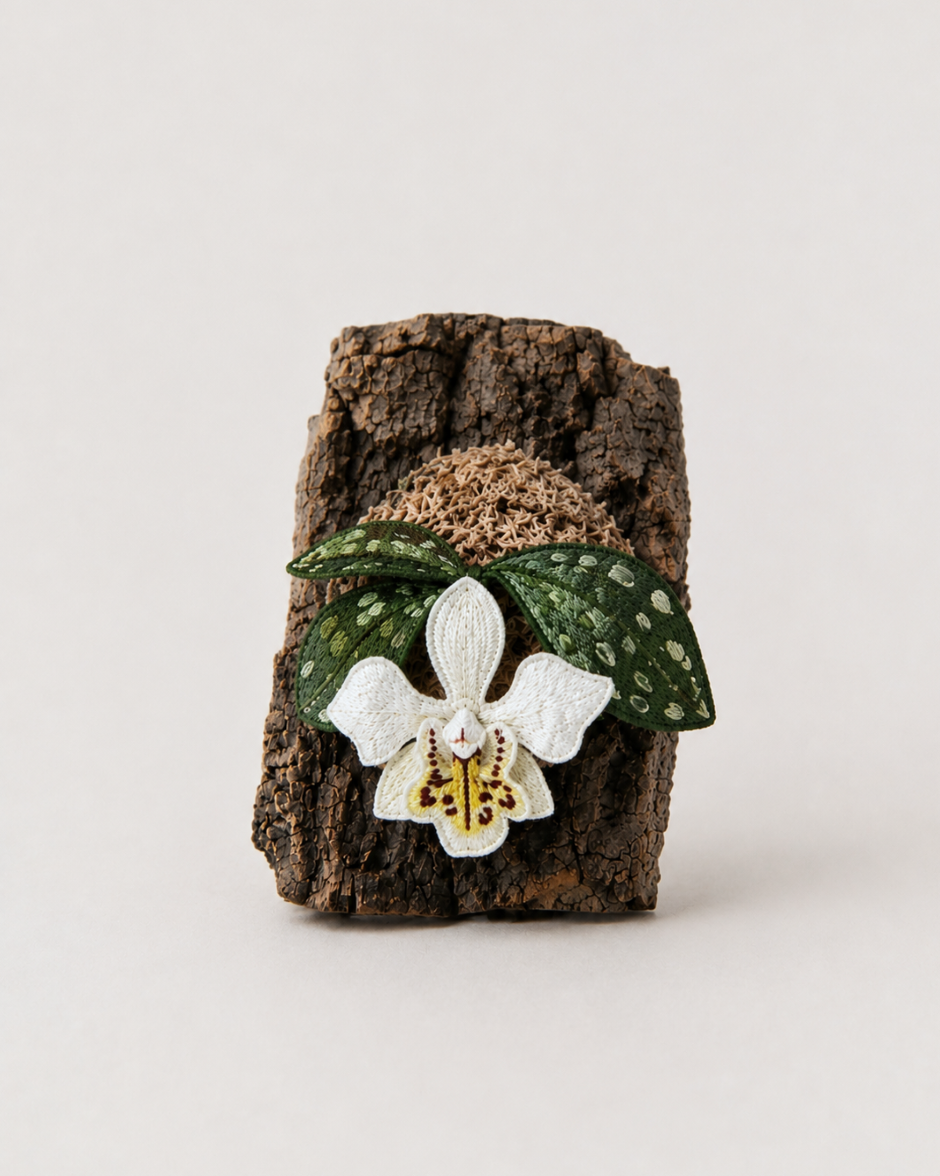 Jewel Orchid (Anoectochilus / Ludisia orchid)