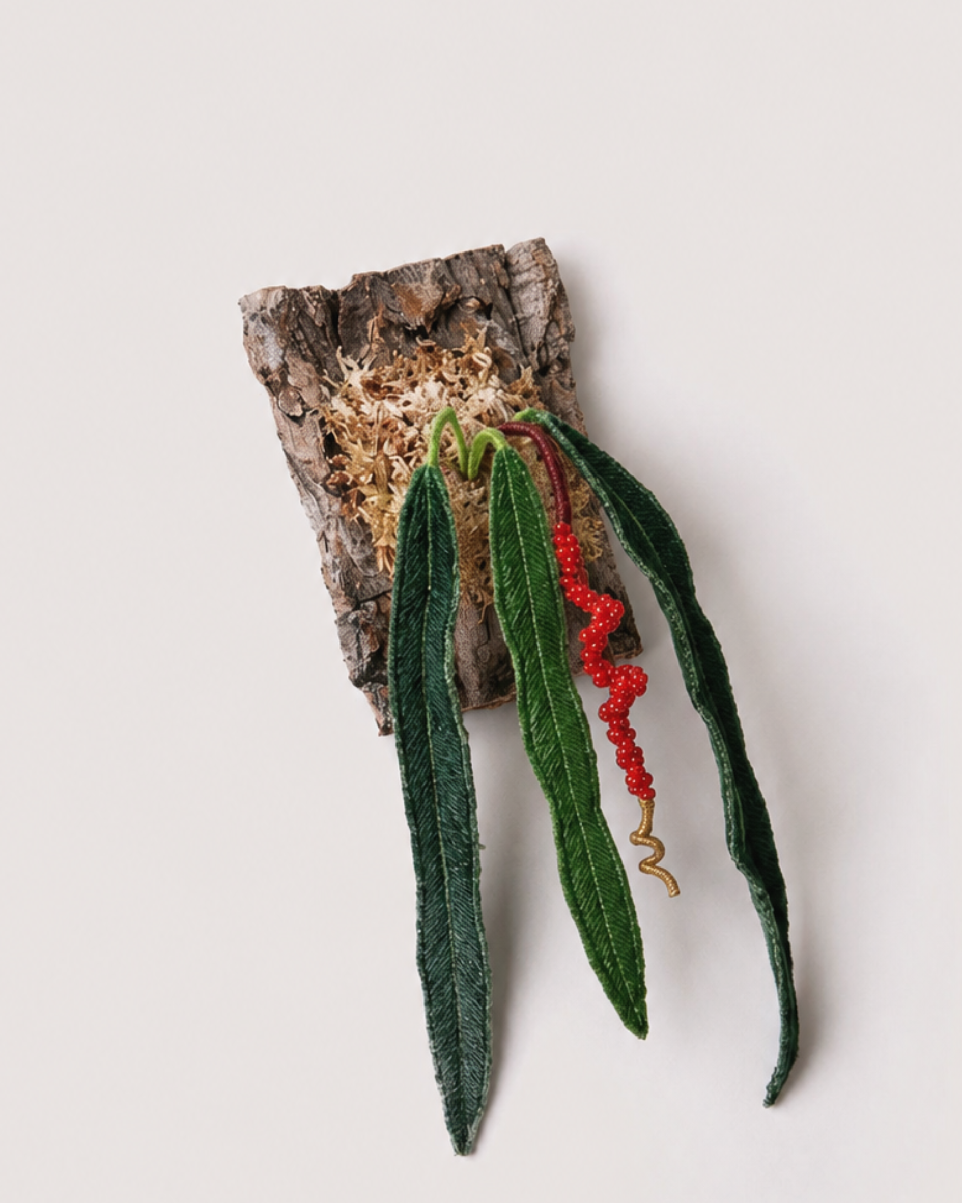 Anthurium Wendlingeri