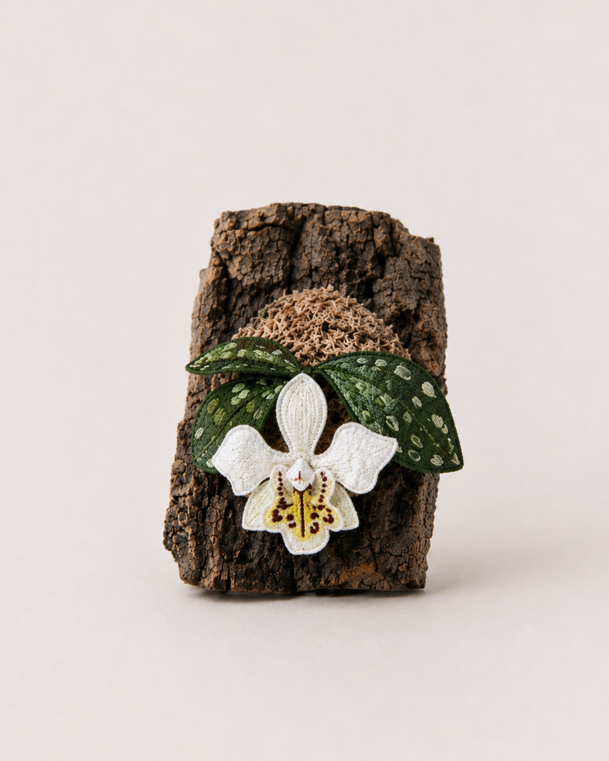 Jewel Orchid (Anoectochilus / Ludisia orchid)
