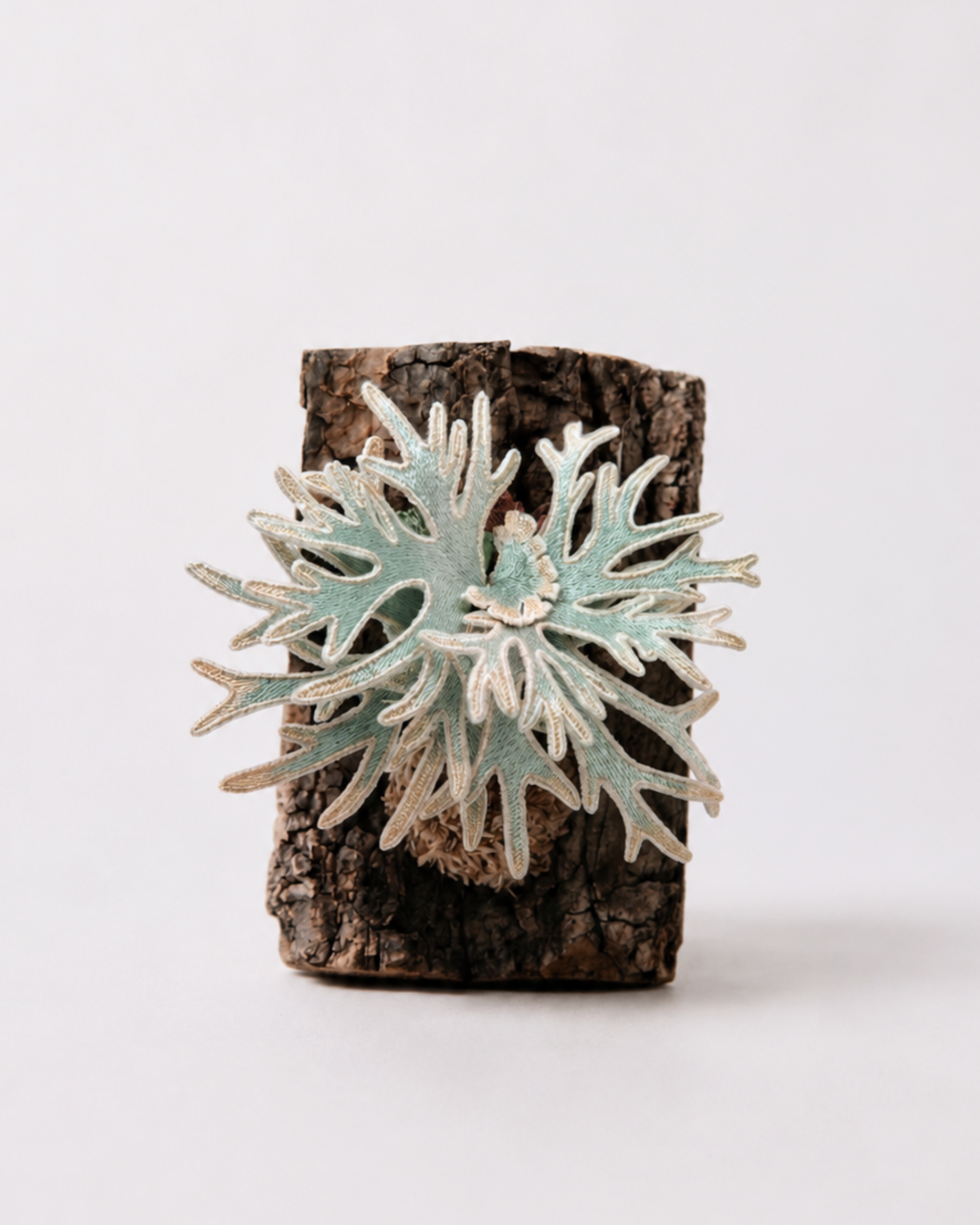 P. willinckii