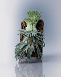 Platycerium willinckii
