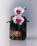 Moth Orchid (Phalaenopsis orchid)