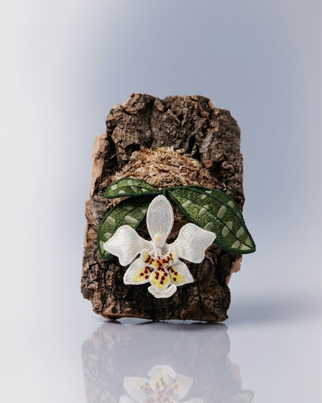 Jewel Orchid (Anoectochilus / Ludisia orchid)