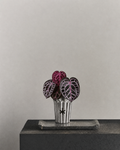 Angela red crystal anthurium