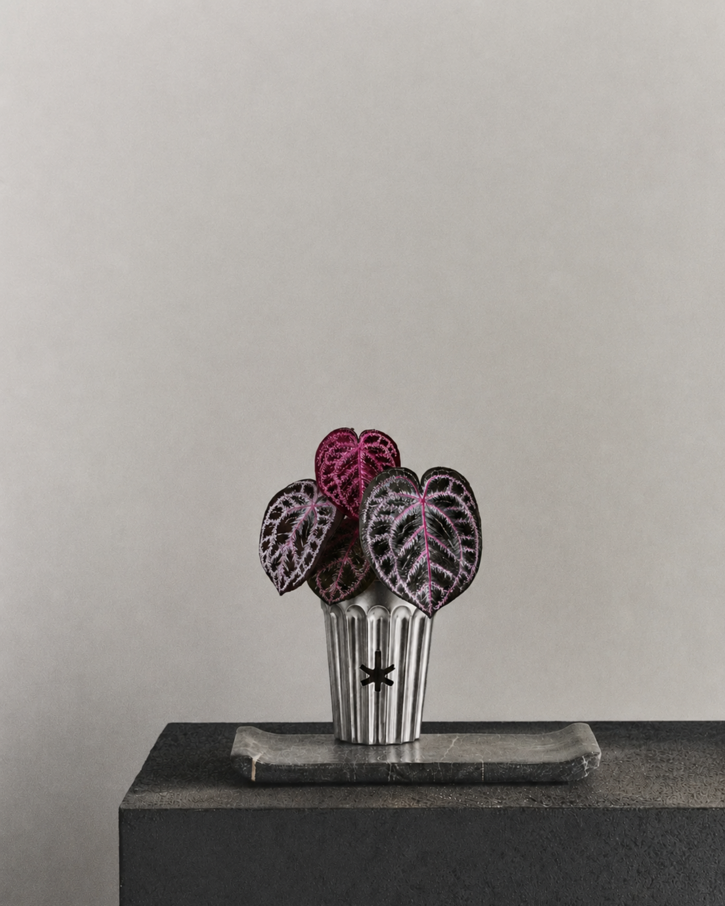 Angela red crystal anthurium
