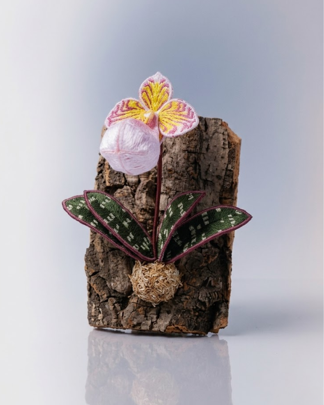 Paphiopedilum micranthum