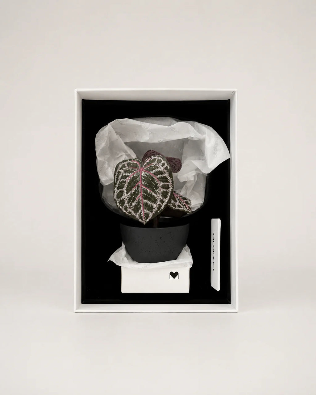 Angela red crystal anthurium
