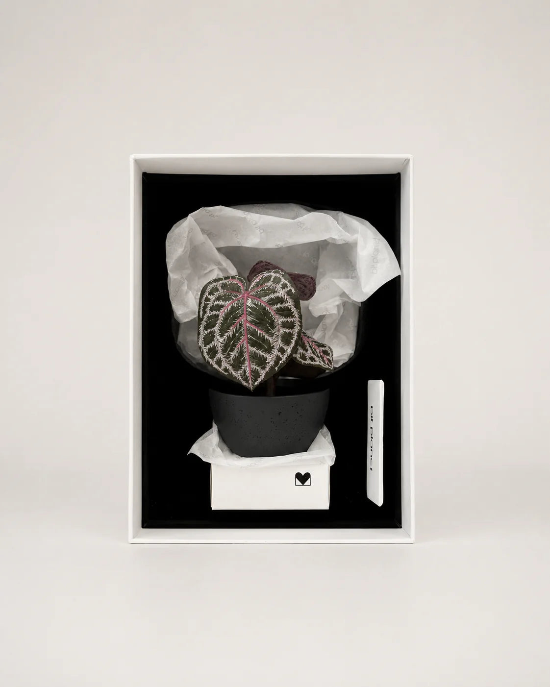 Angela red crystal anthurium