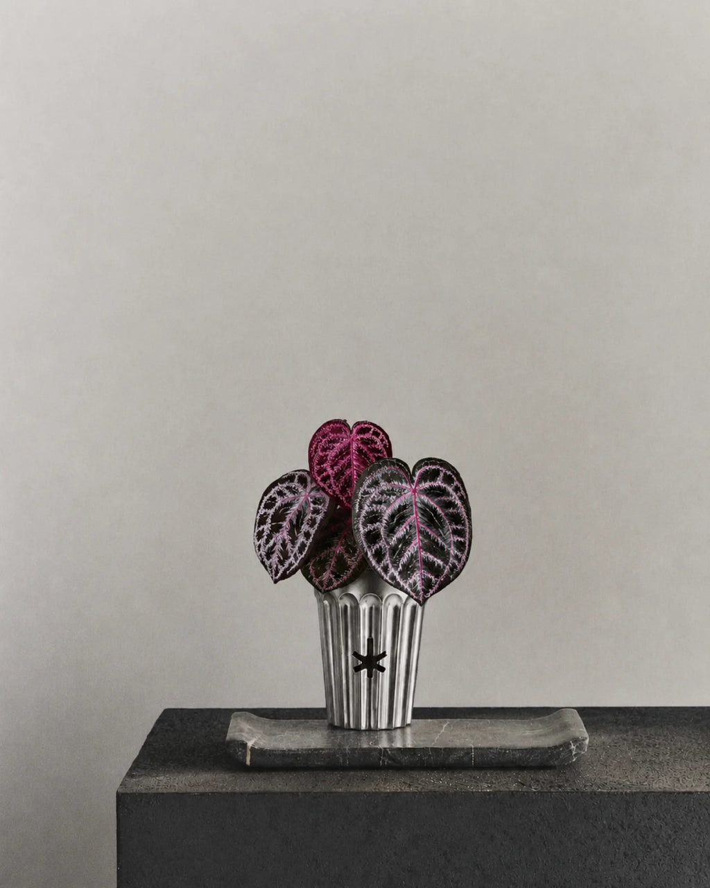 Angela red crystal anthurium-Cyberpunk