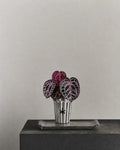 Angela red crystal anthurium-Cyberpunk
