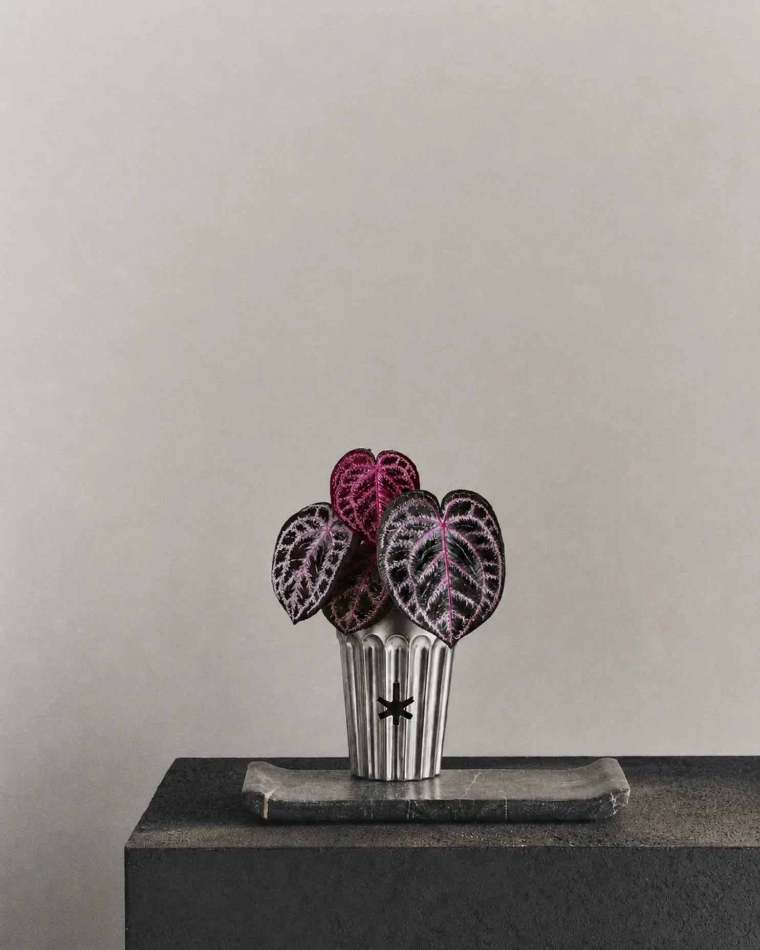 Angela red crystal anthurium-Cyberpunk