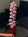 Orchid