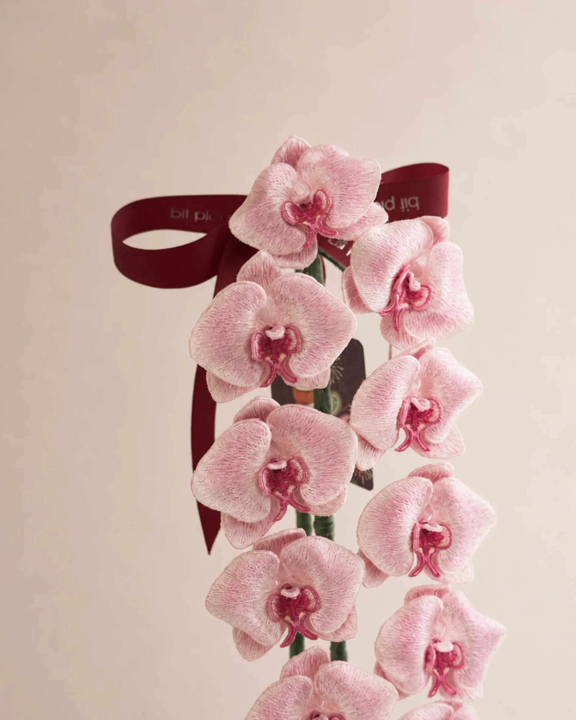 Orchid