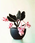 Showy Medinilla