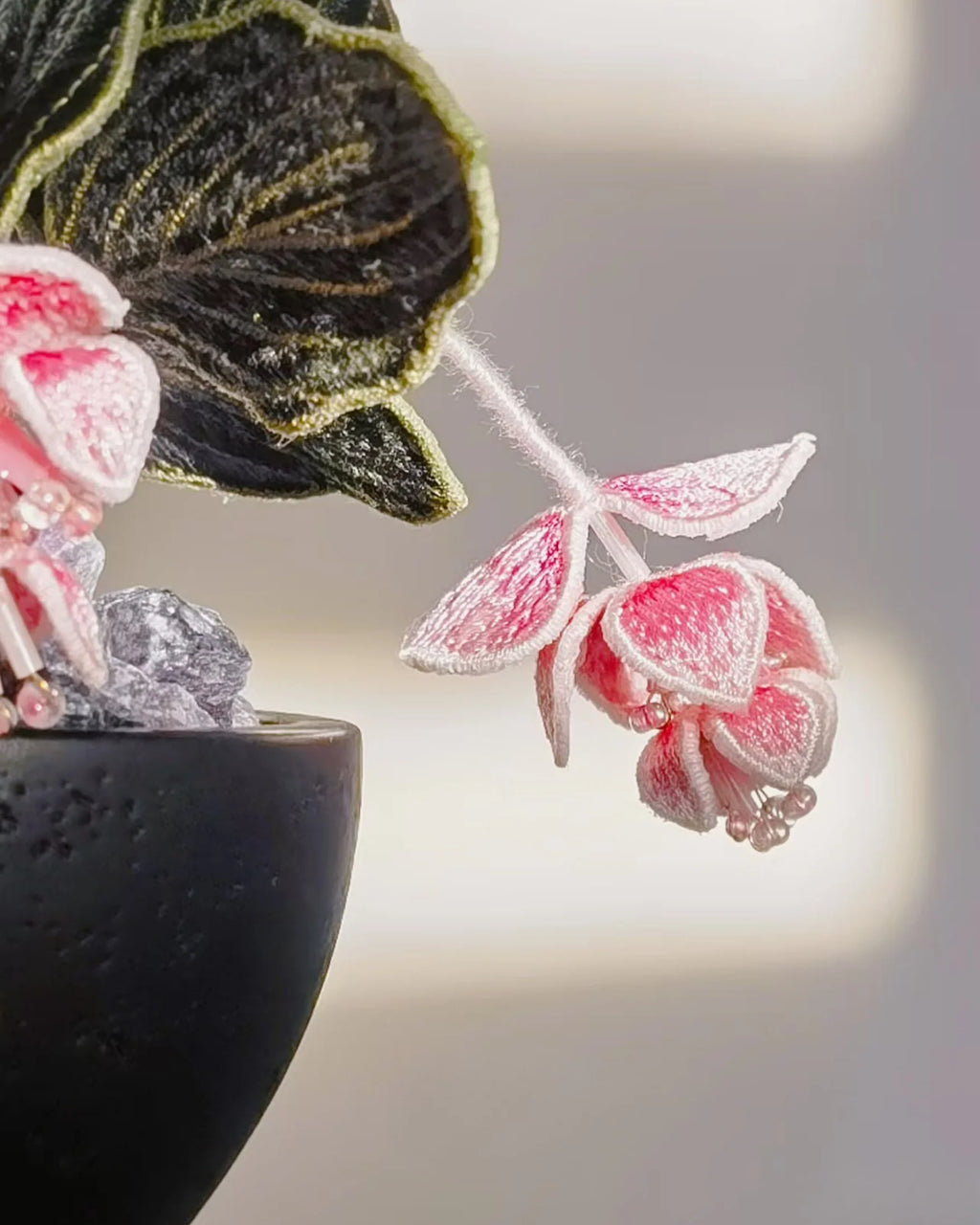 Showy Medinilla