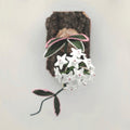 Wax Plant / Hoya Flower (Hoya)